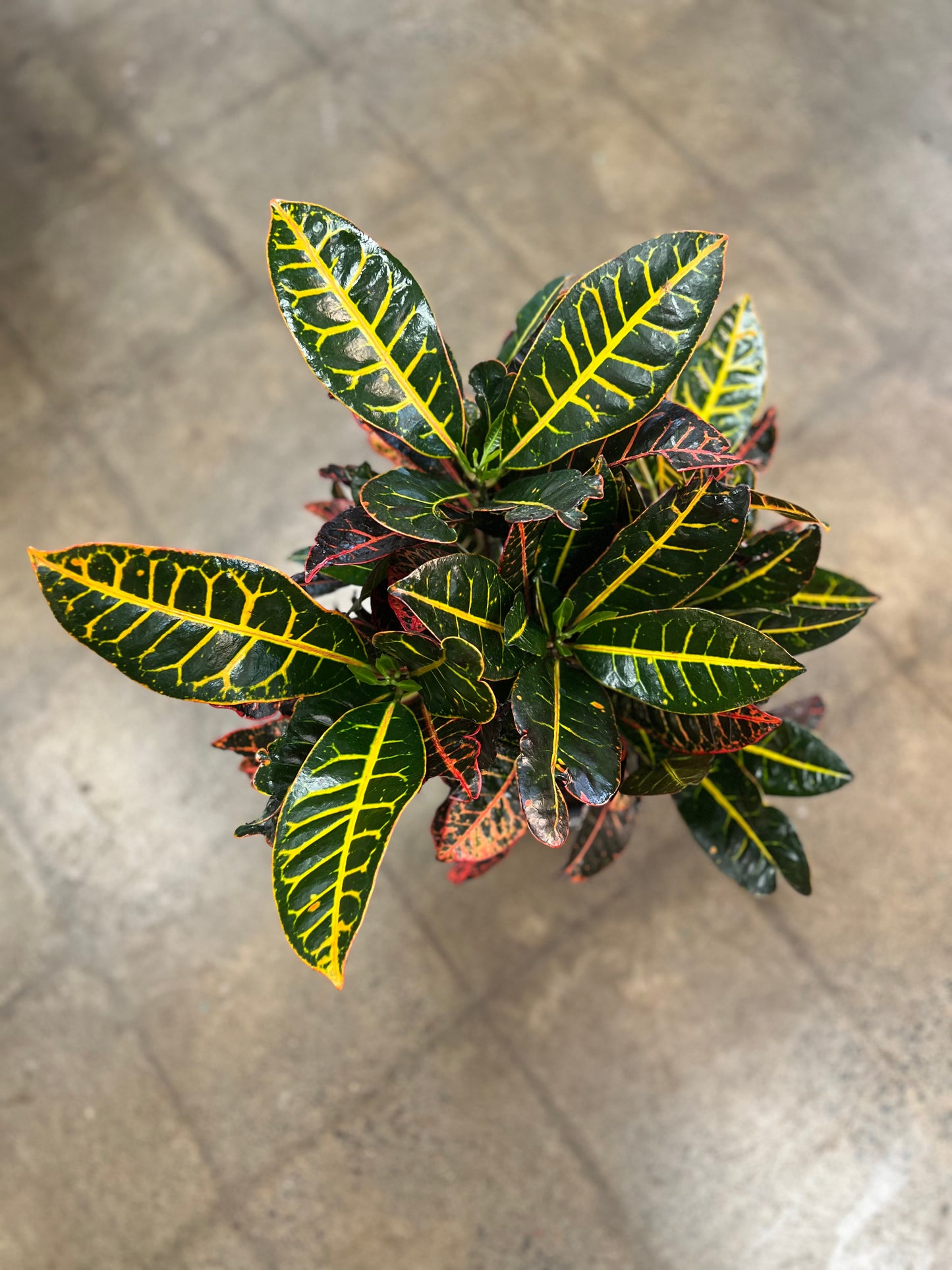 Croton Petra