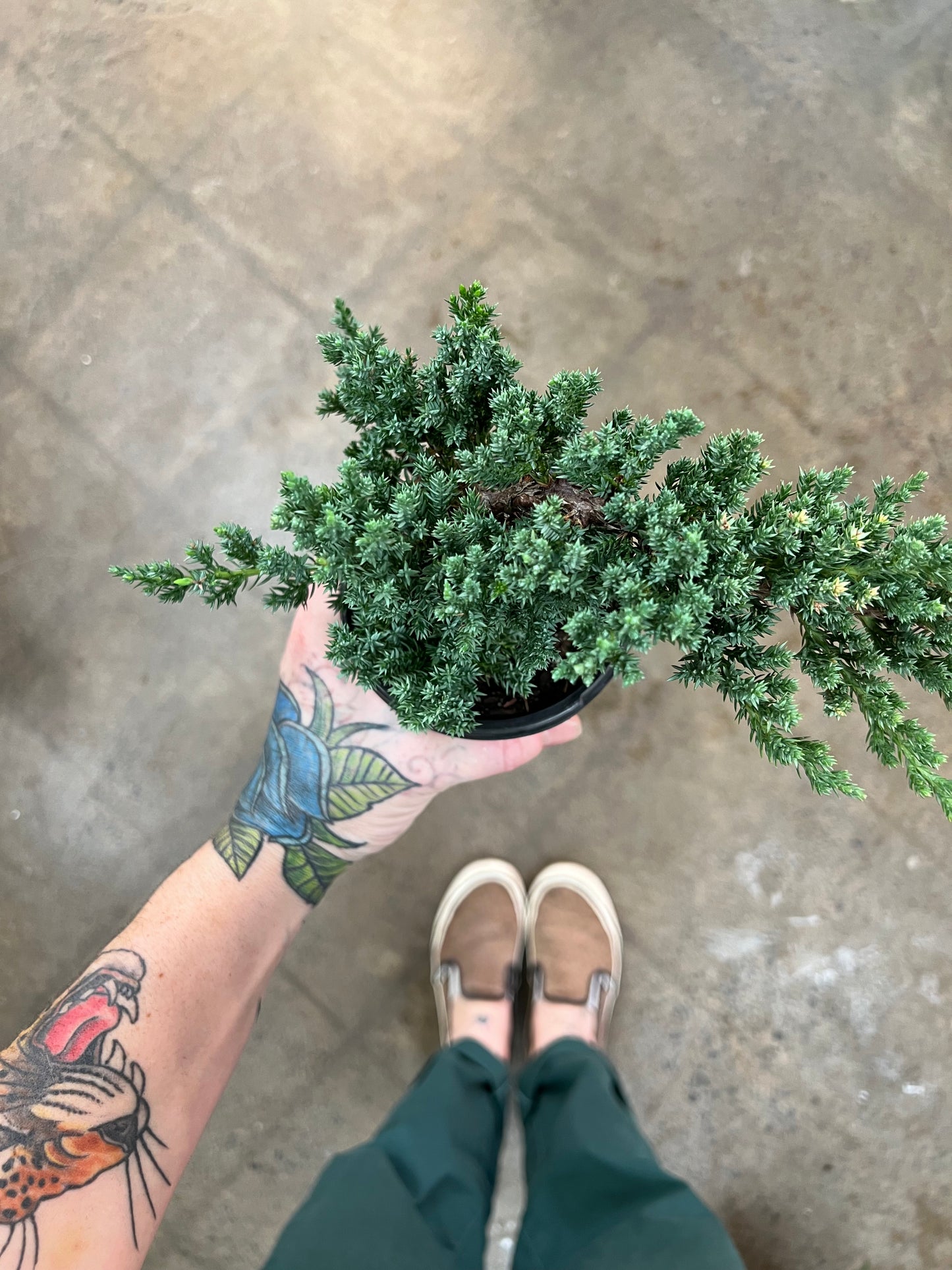 Bonsai Juniper