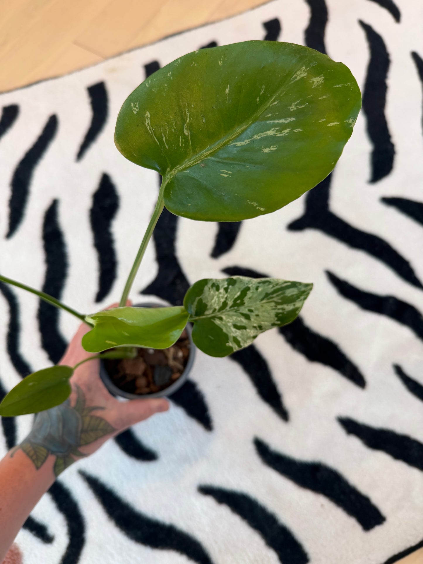 Monstera Bulbasaur #14