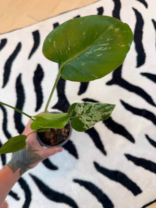 Monstera Bulbasaur #14