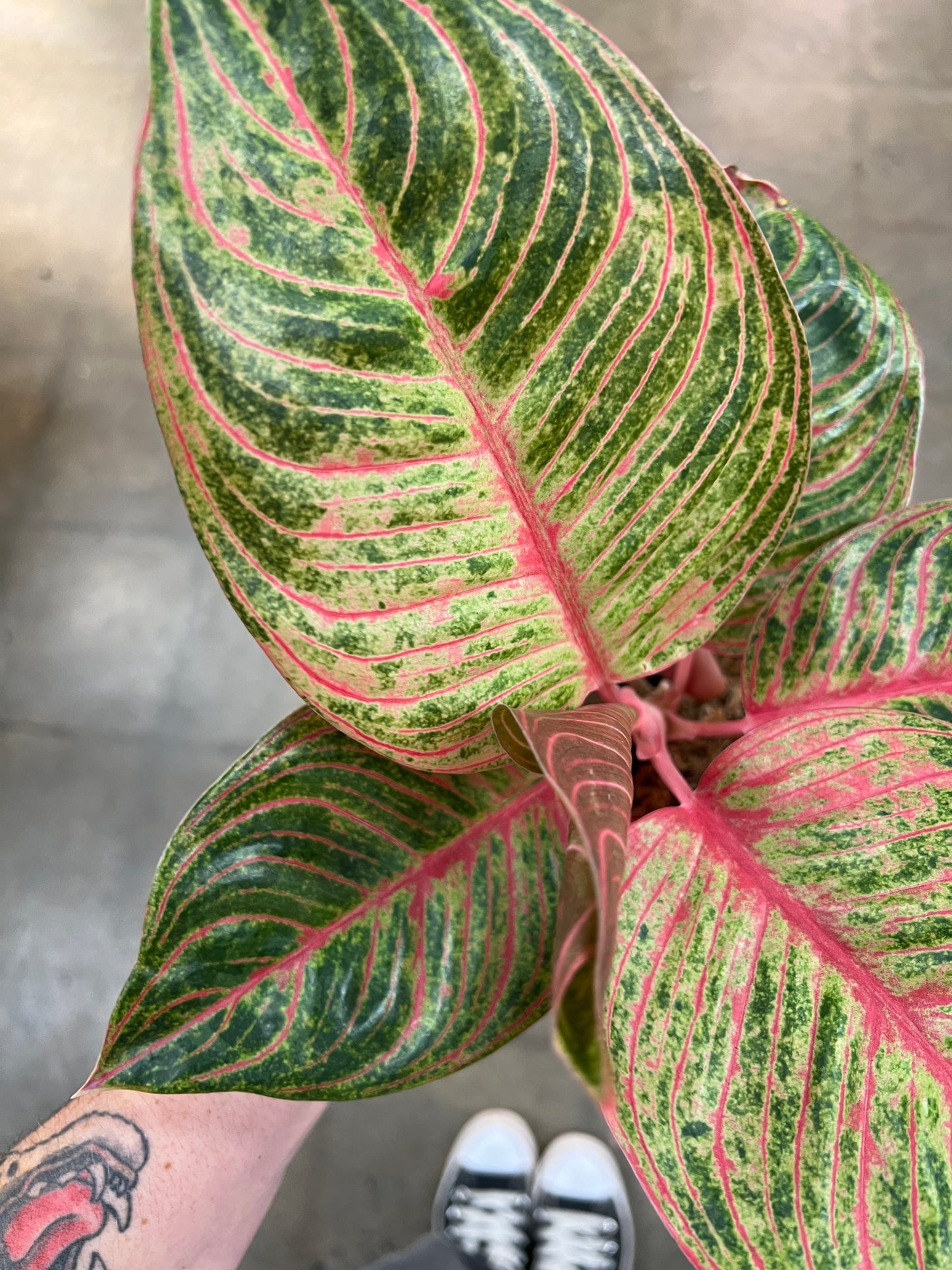 Aglaonema Hughe