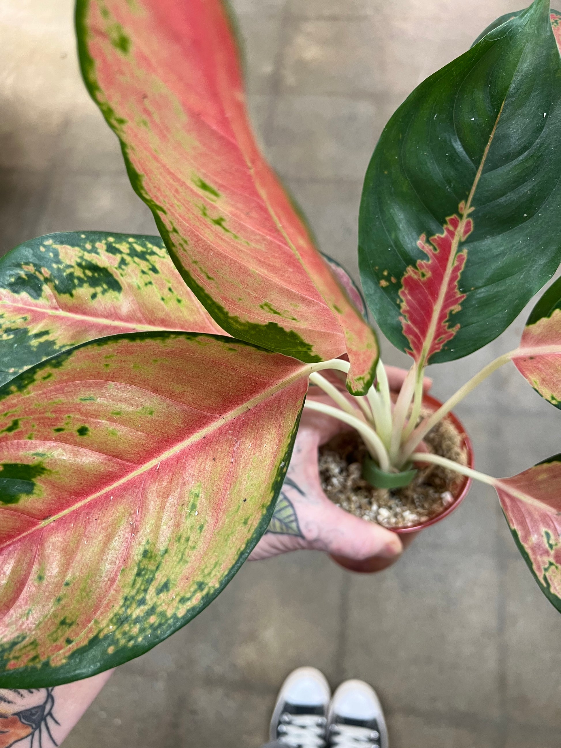 aglaonema cochinchinense Aglaonema Orange Cochin – jungleroseinc