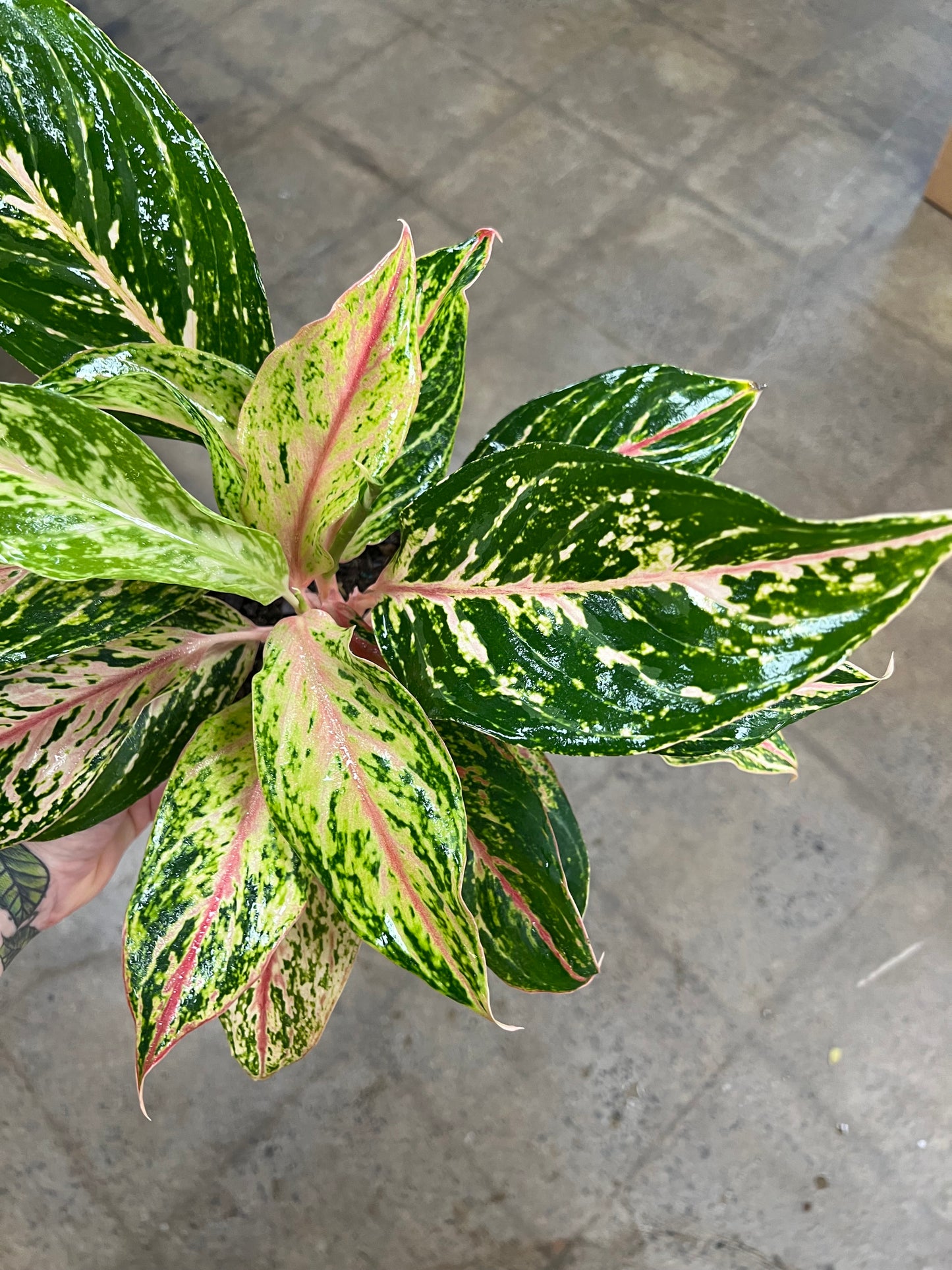 Aglaonema Sparkling Sarah