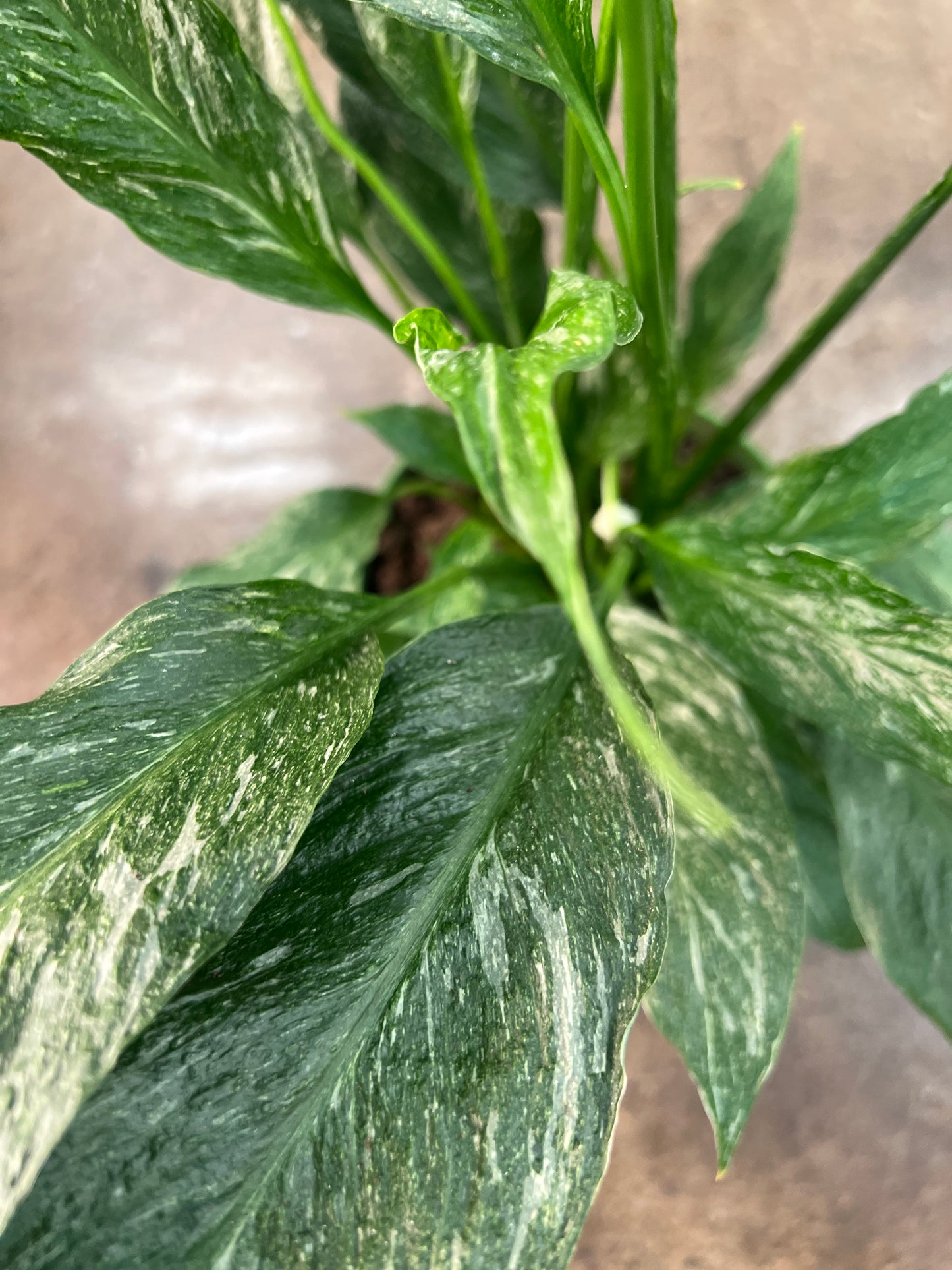 Spathiphyllum Domino Panaché