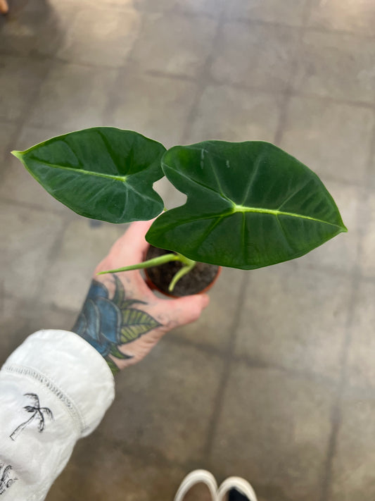 Alocasia Frydek