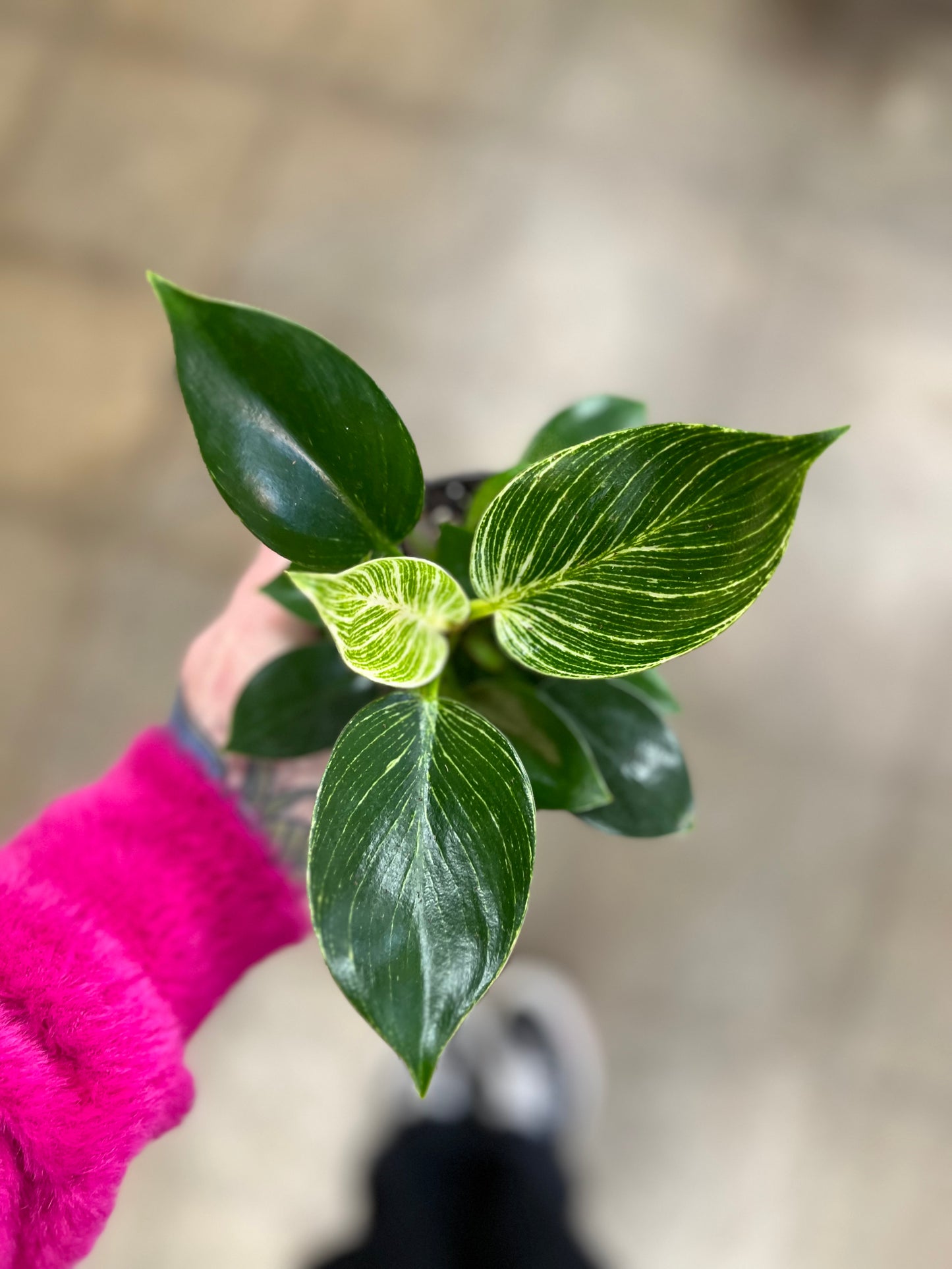 Philodendron Birkin