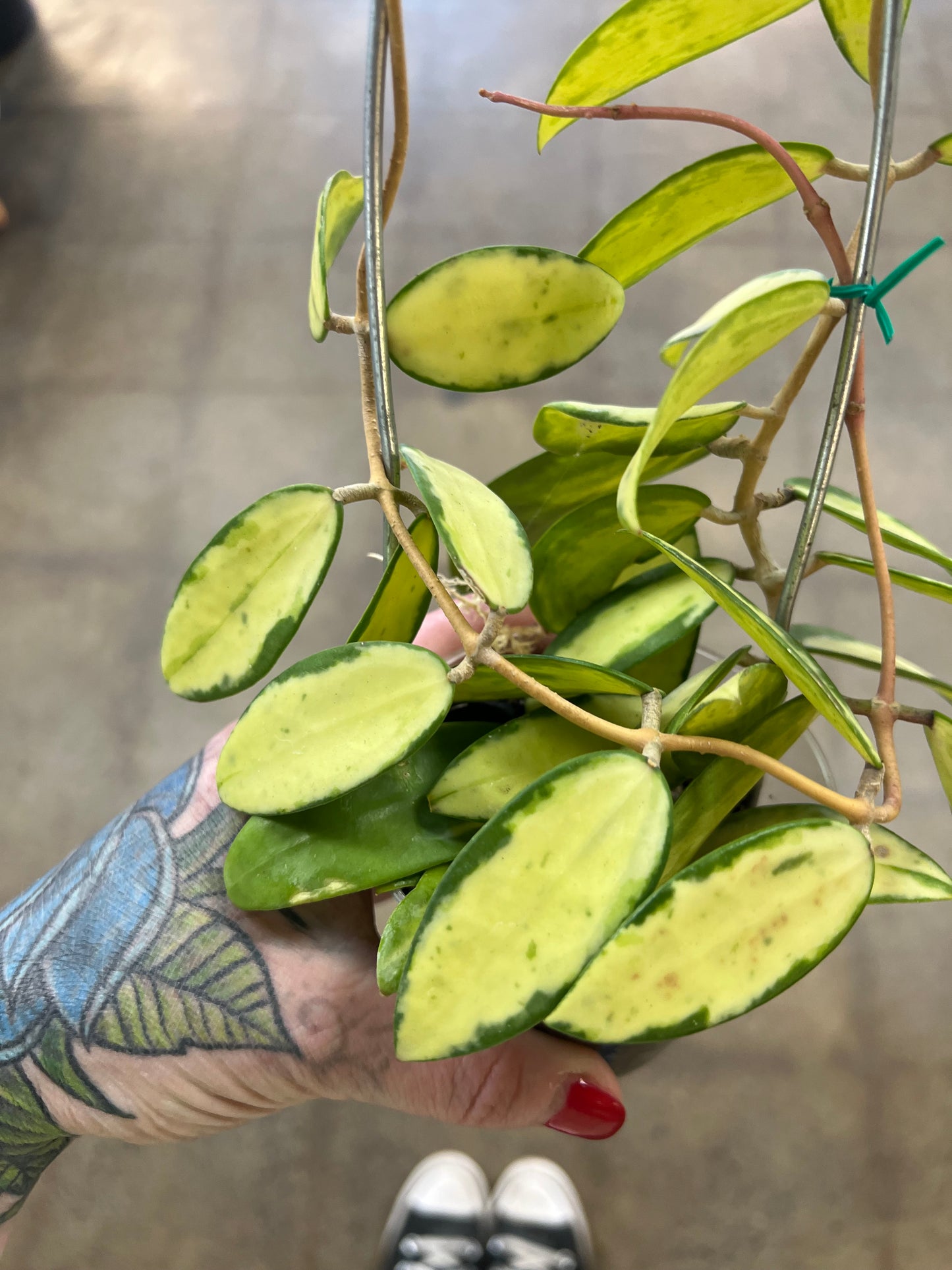 Hoya Acuta Variegata Big Leaves