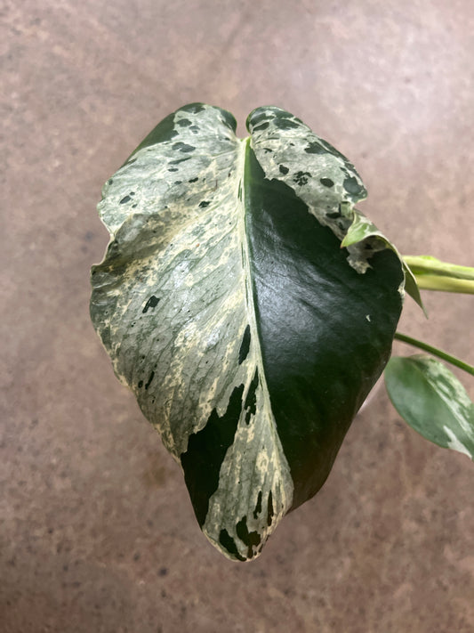 Monstera Bulbasaur