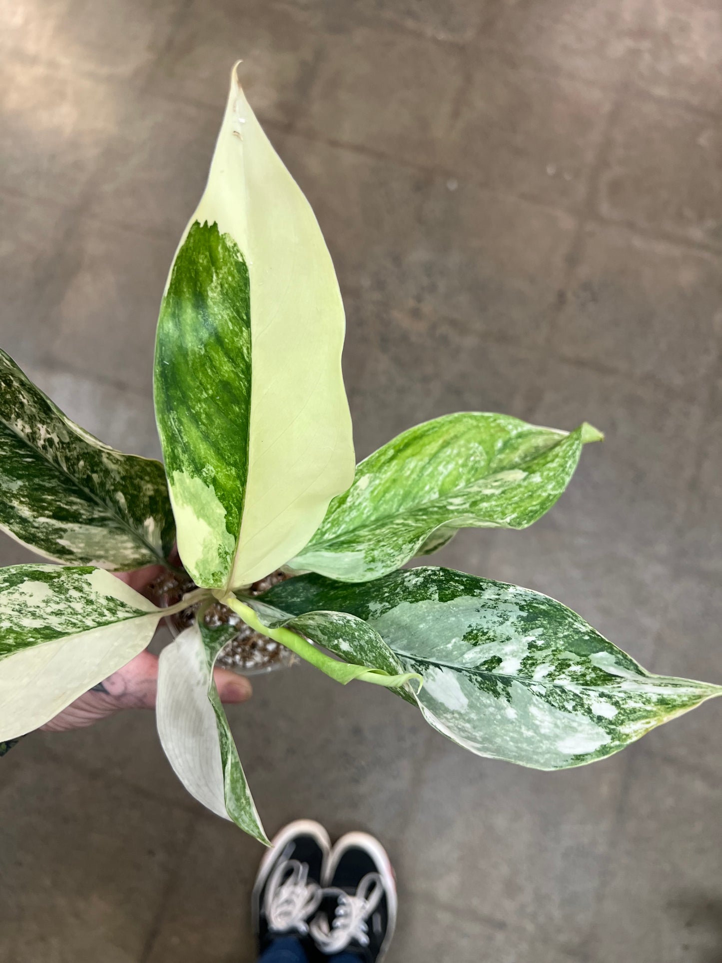 Aglaonema Siam Jade Varigated