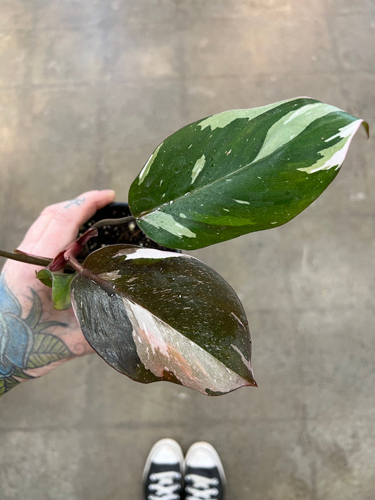 Philodendron Red Anderson