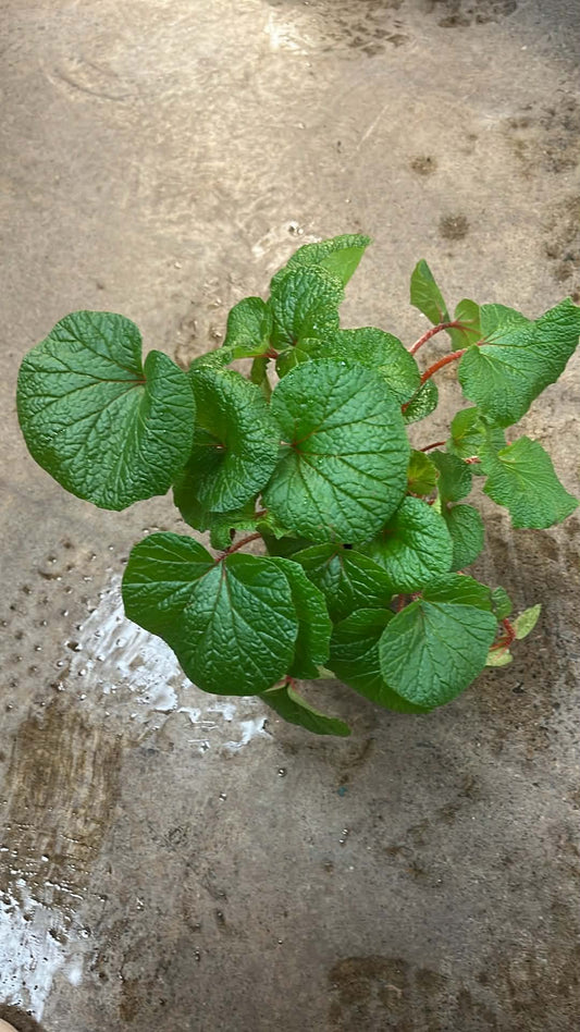 Bégonia Rhizomatus