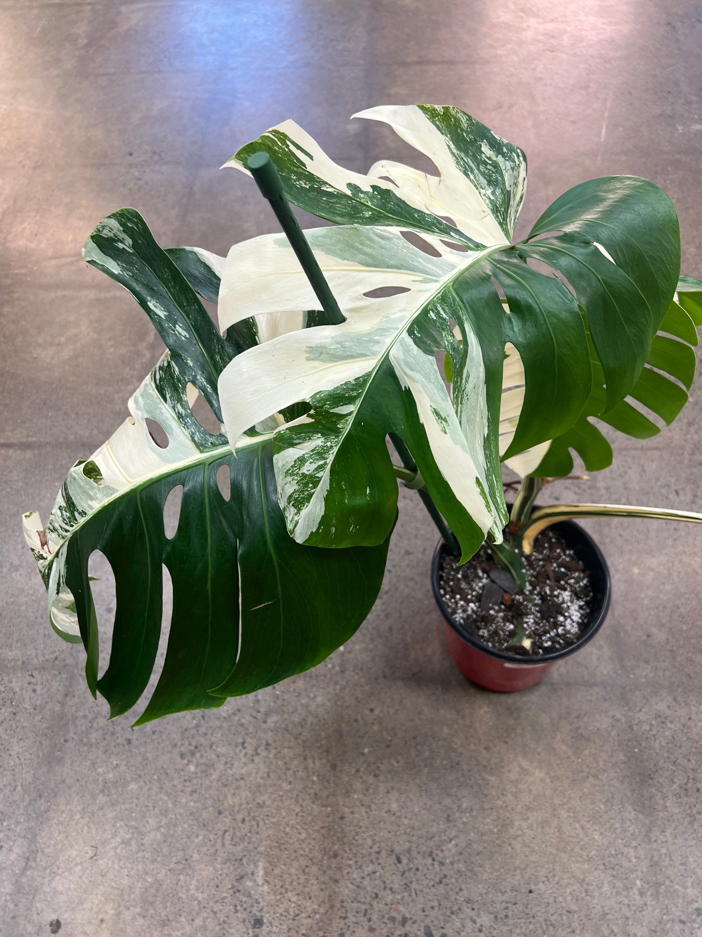 Monstera Albo #22