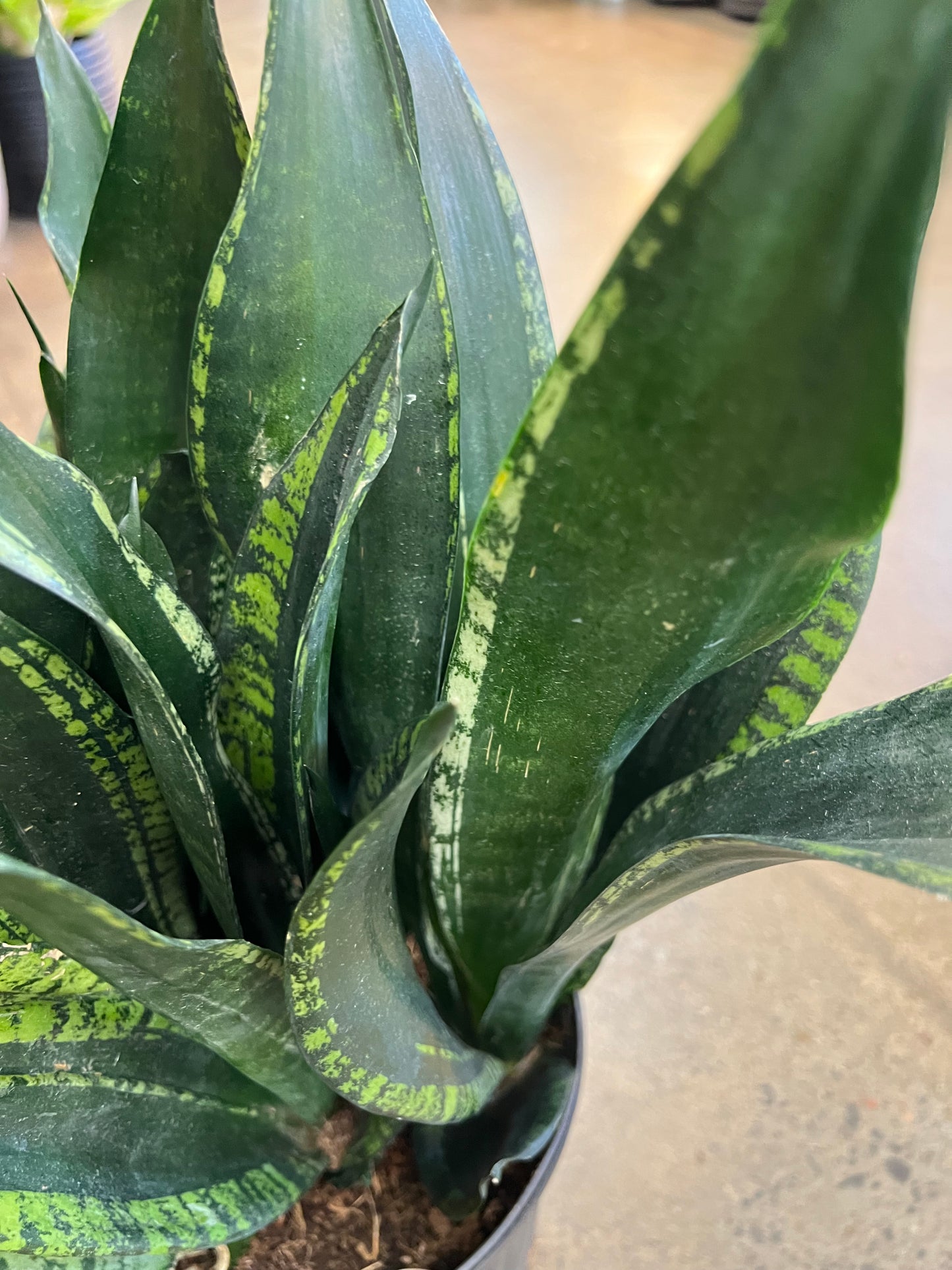 Sansevieria Whitney