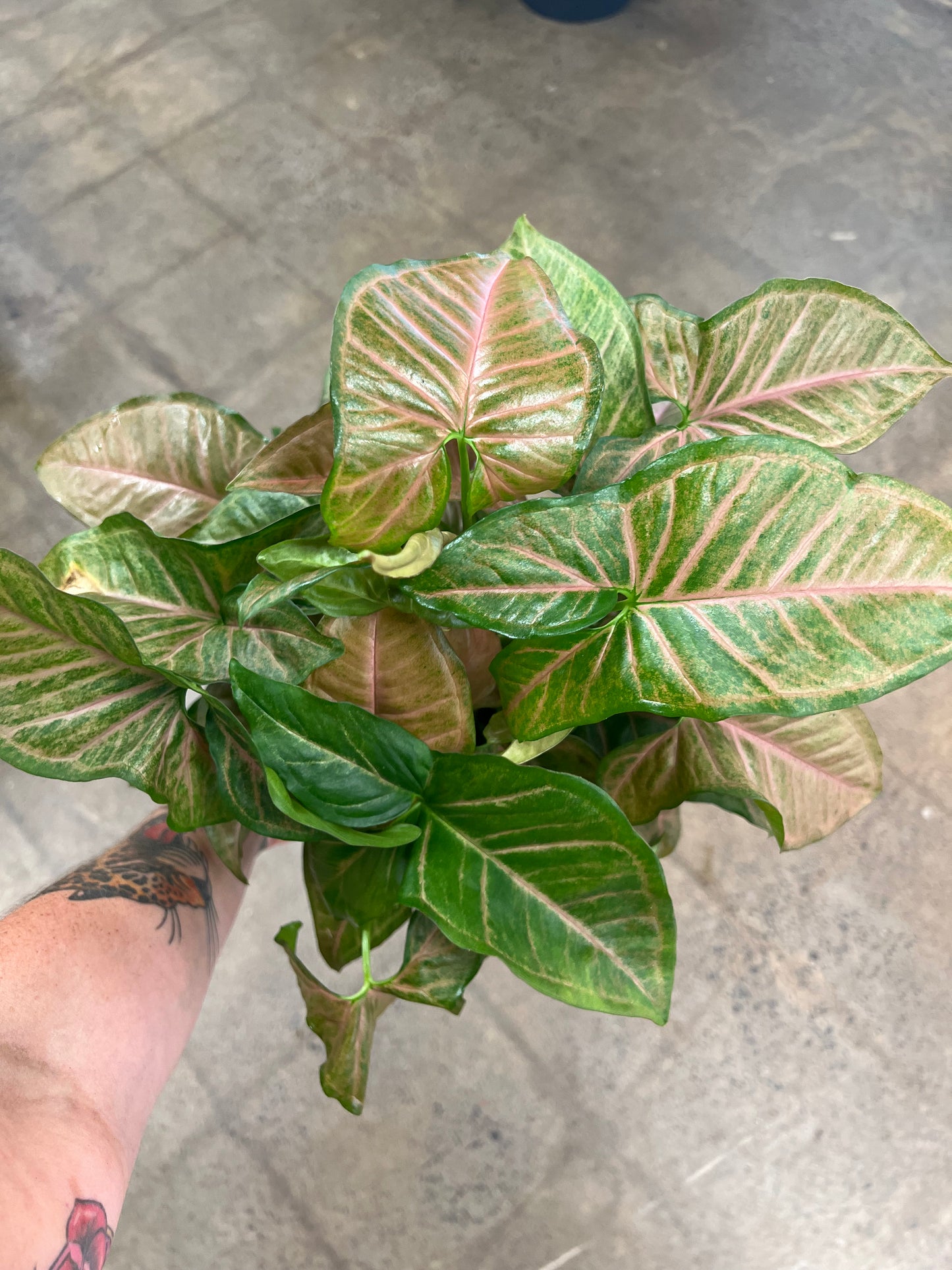 Syngonium Strawberry Cream