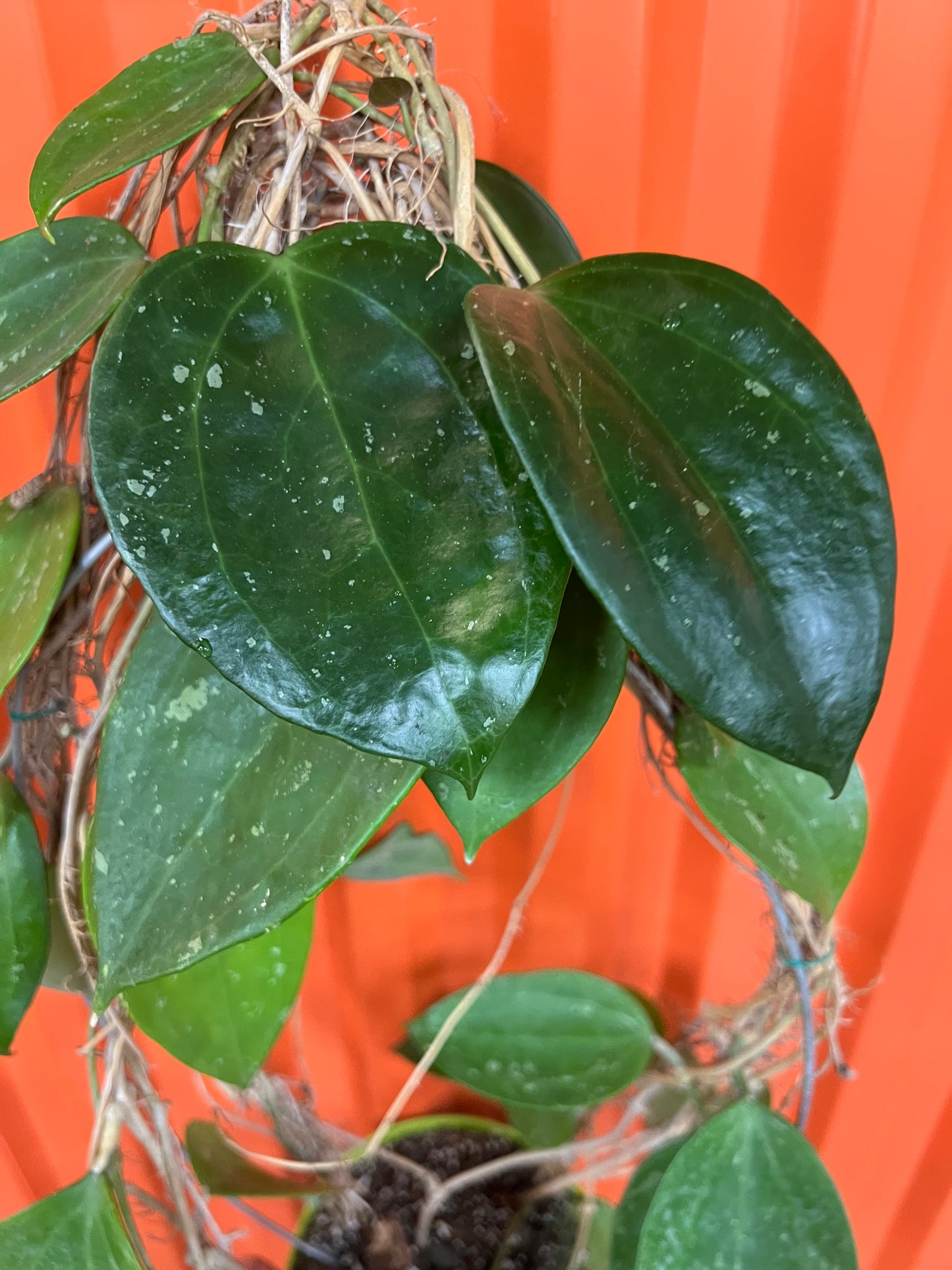 Hoya Macrophylla Snow Queen