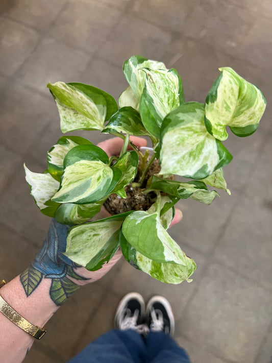 Pothos Manjula