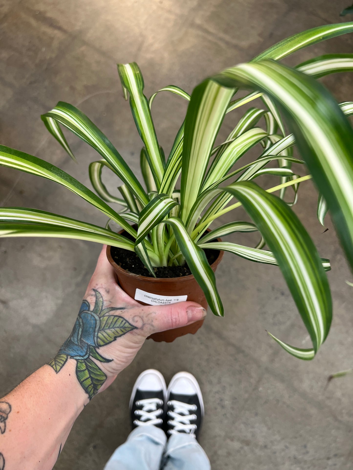 Chlorophytum Asst.