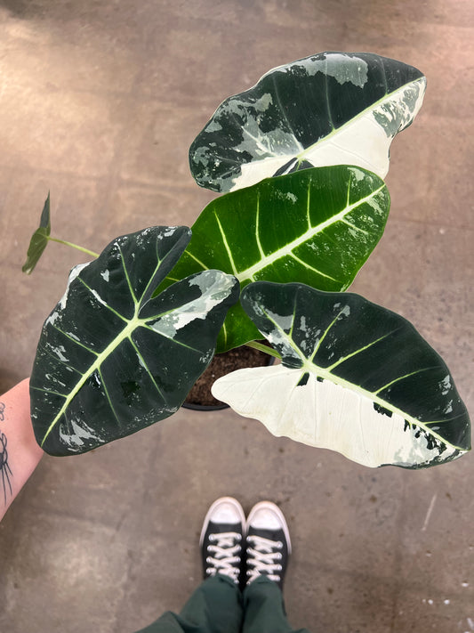 Alocasia Frydek Panaché