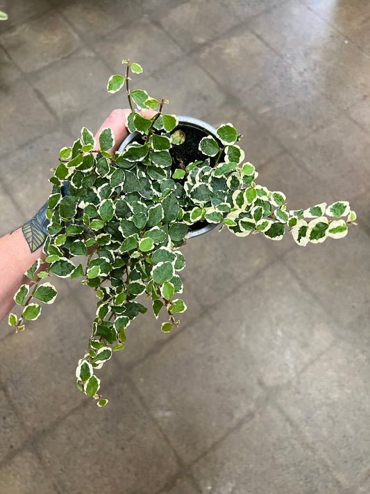 Ficus Pumila Variegated