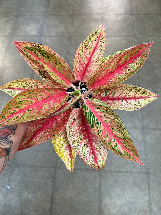 Aglaonema Red Legacy Hybrid