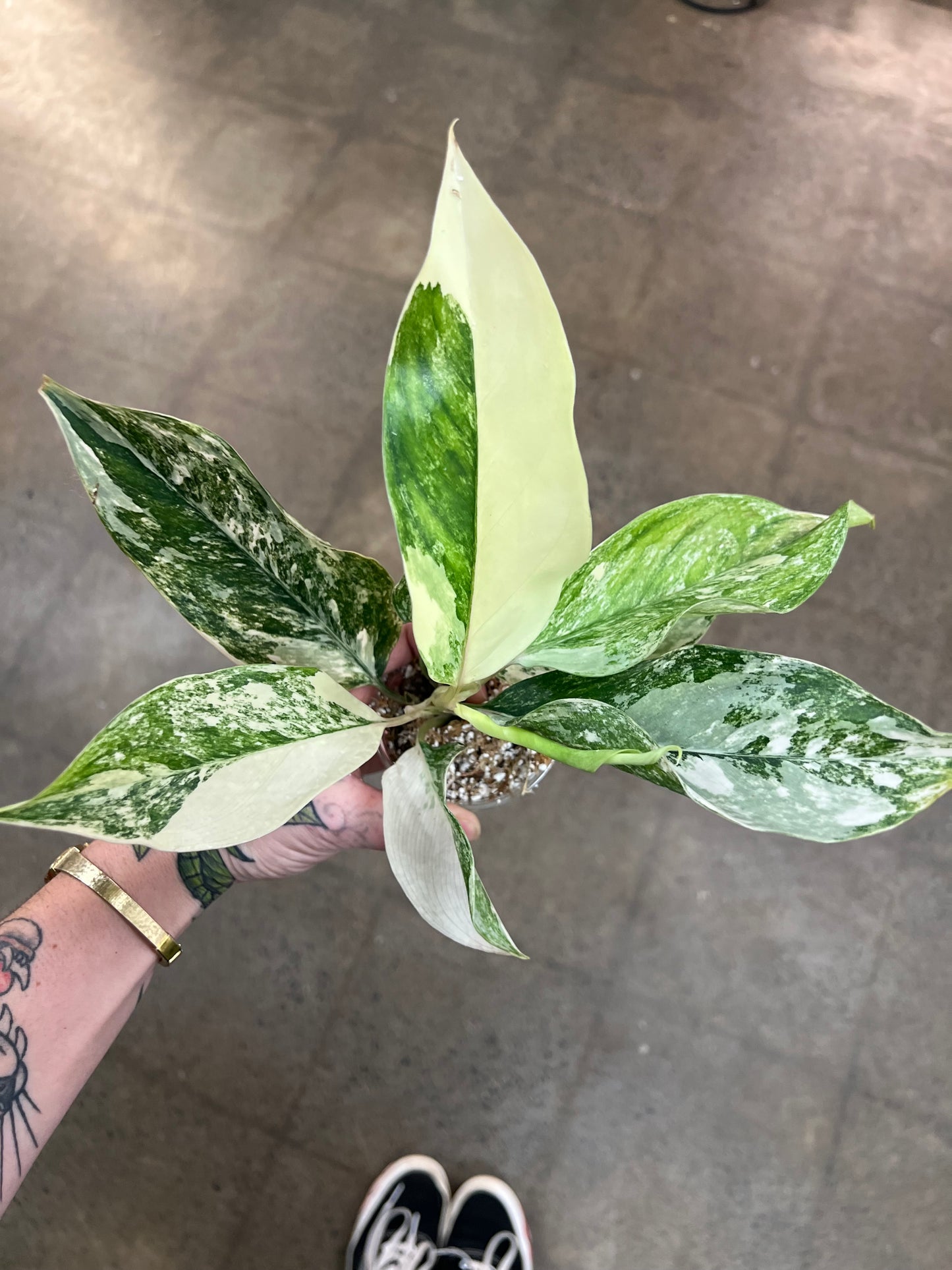 Aglaonema Siam Jade Varigated