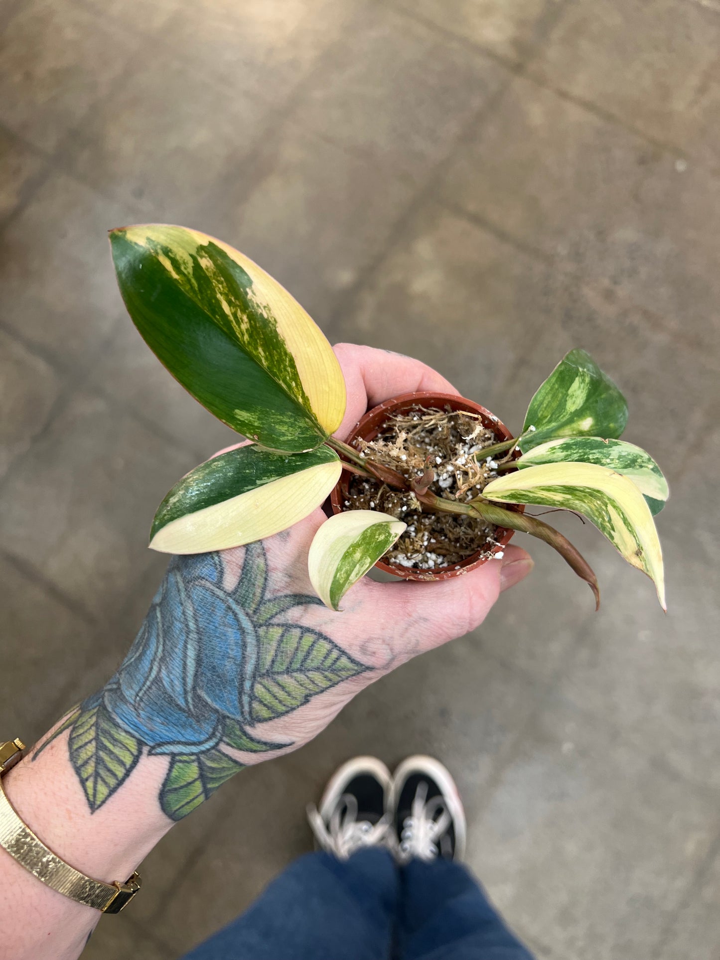 Philodendron Red Congo Variegated