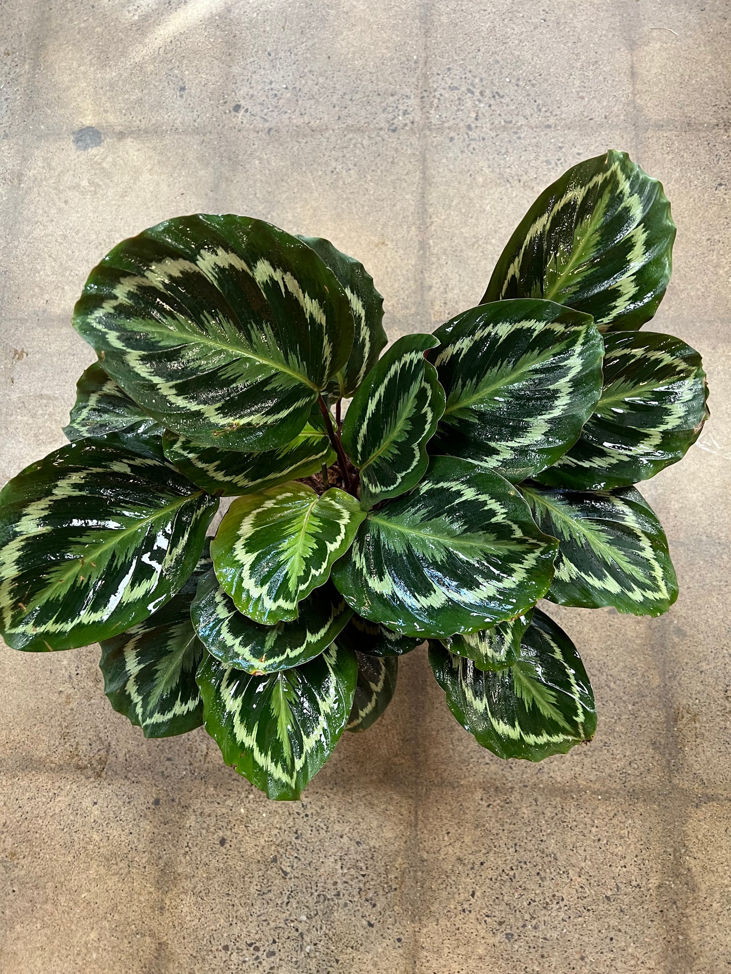Calathea Medallion