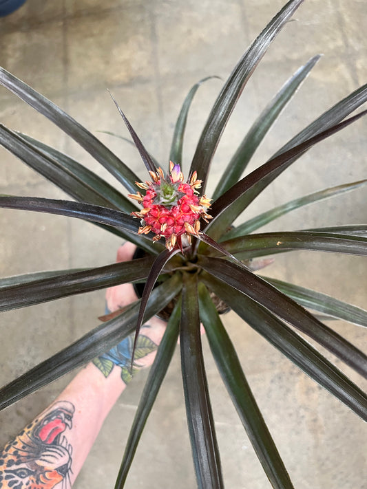 Ananas Rouge
