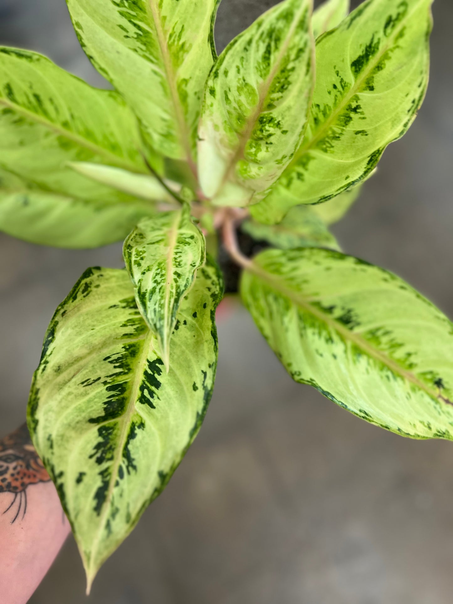 Aglaonema Lucky