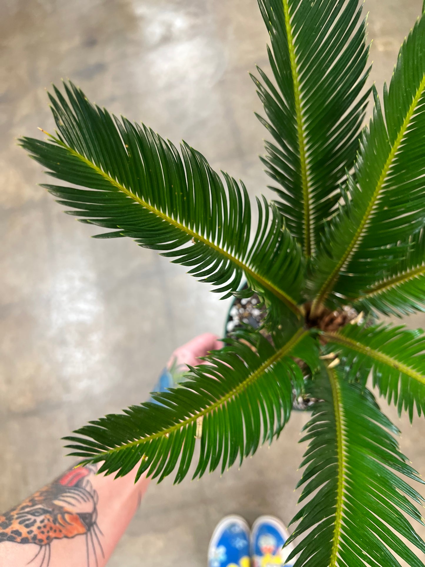 Cycas Revoluta King Sago