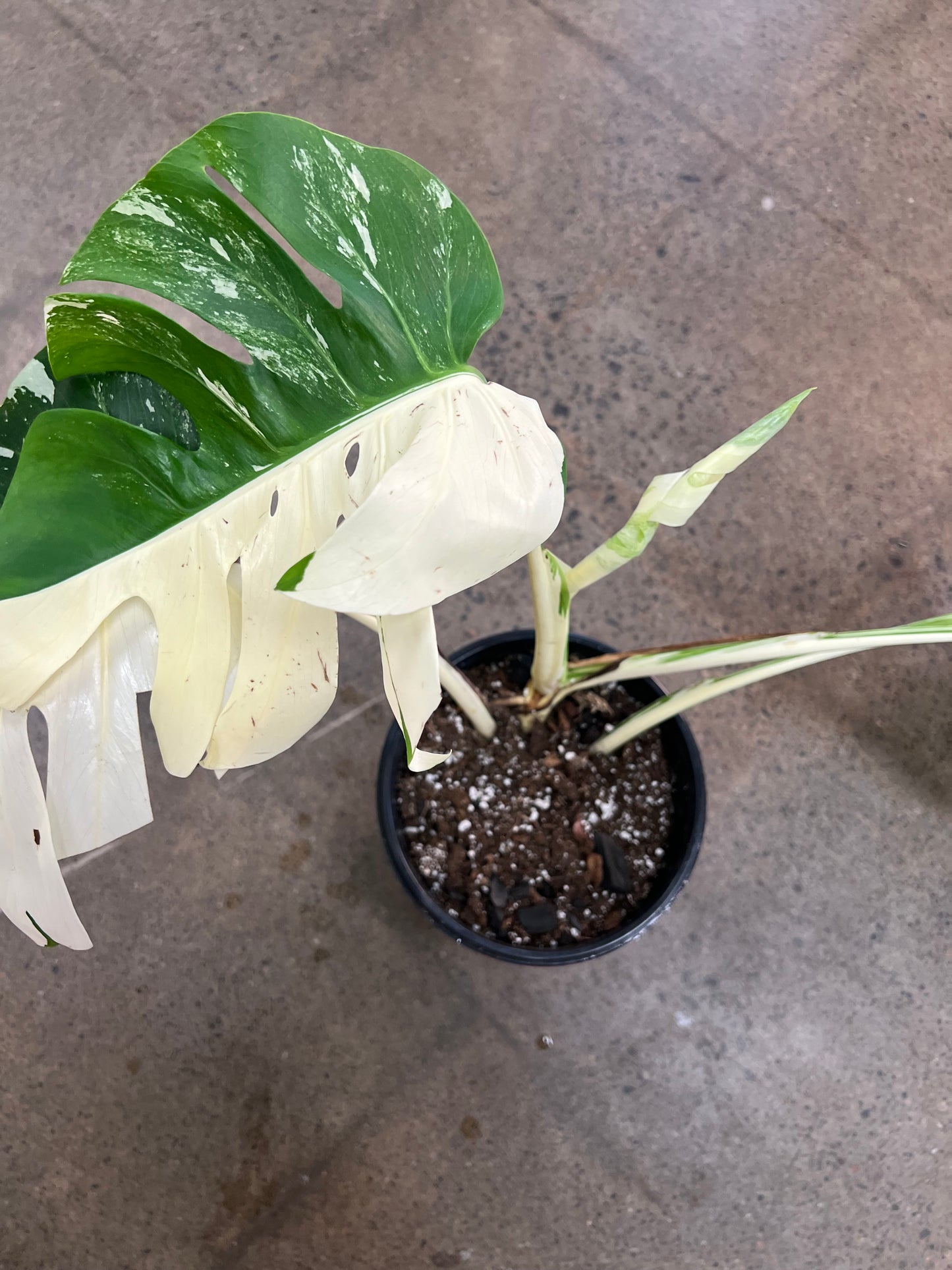 Monstera Albo #21