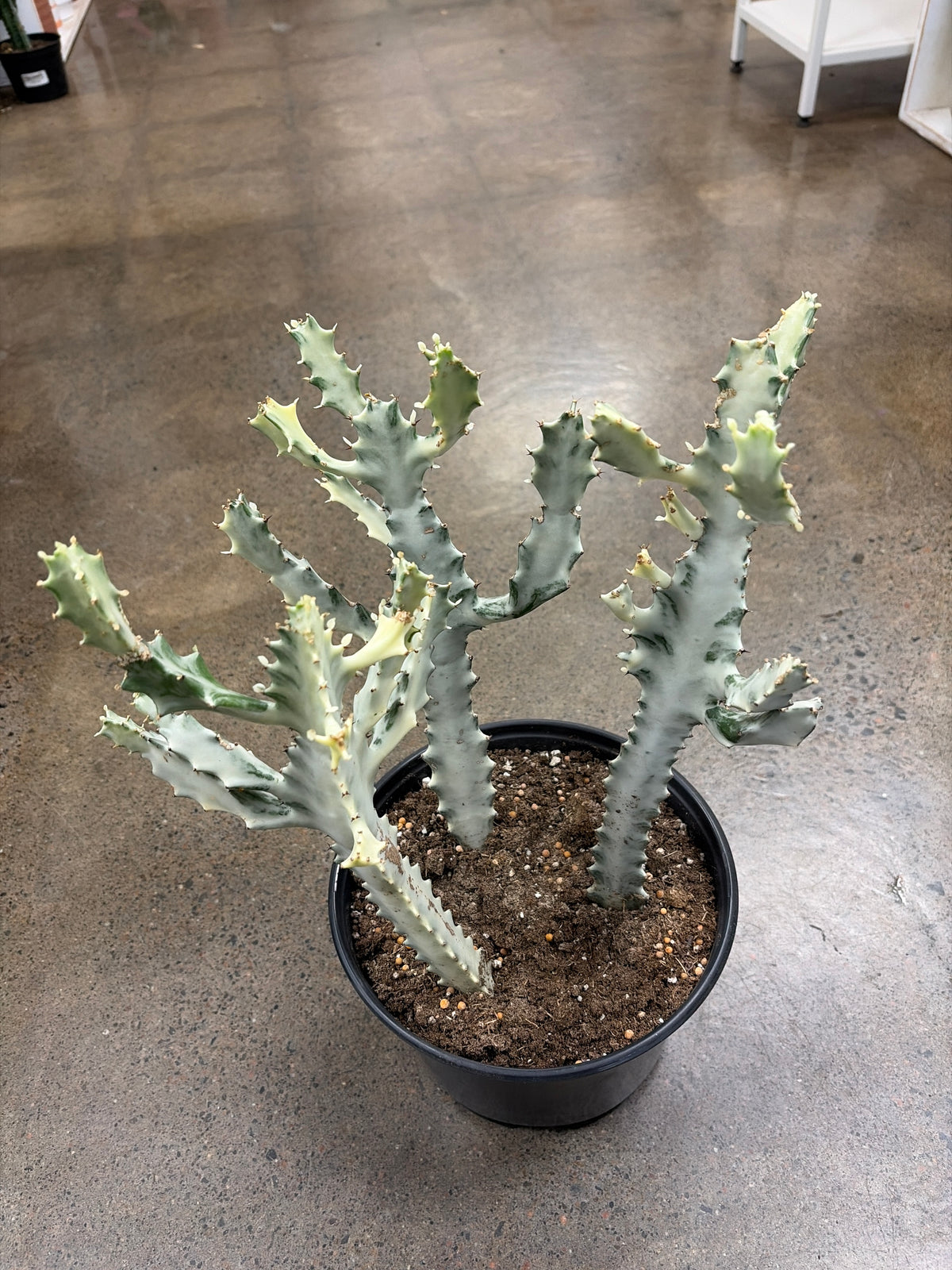Euphorbia White Ghost Trio