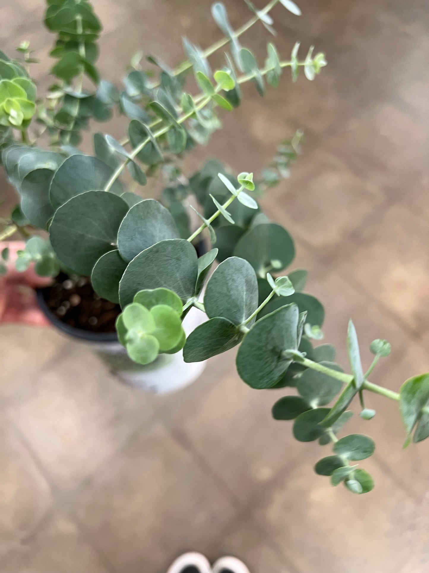 Eucalyptus