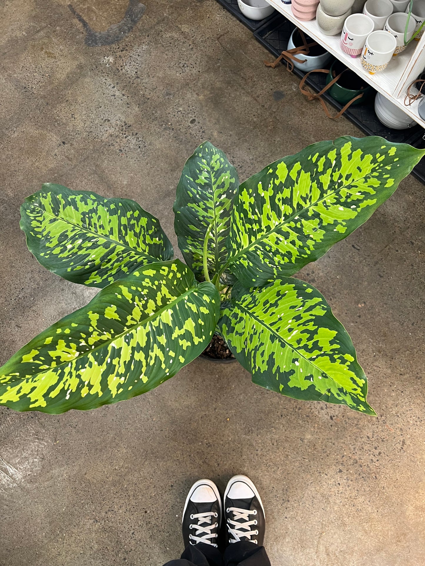 Diffenbachia Cheetah