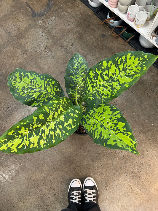 Diffenbachia Cheetah