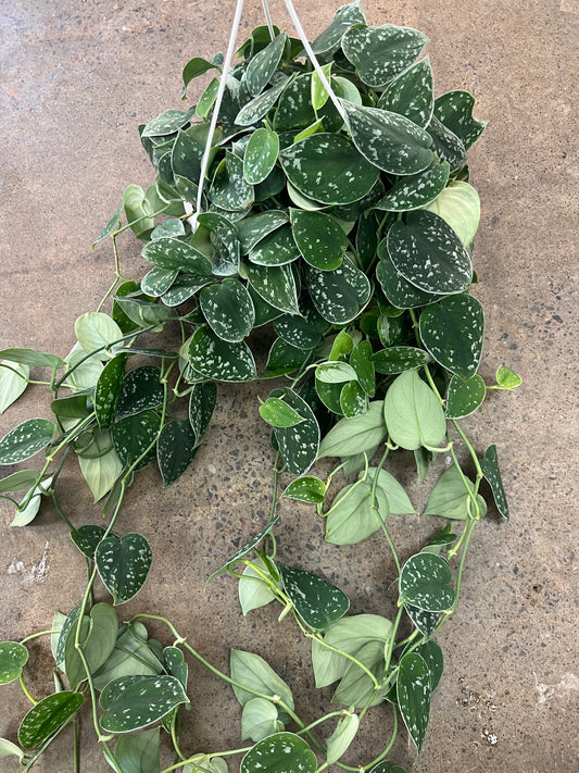 Scindapsus Silvery Ann