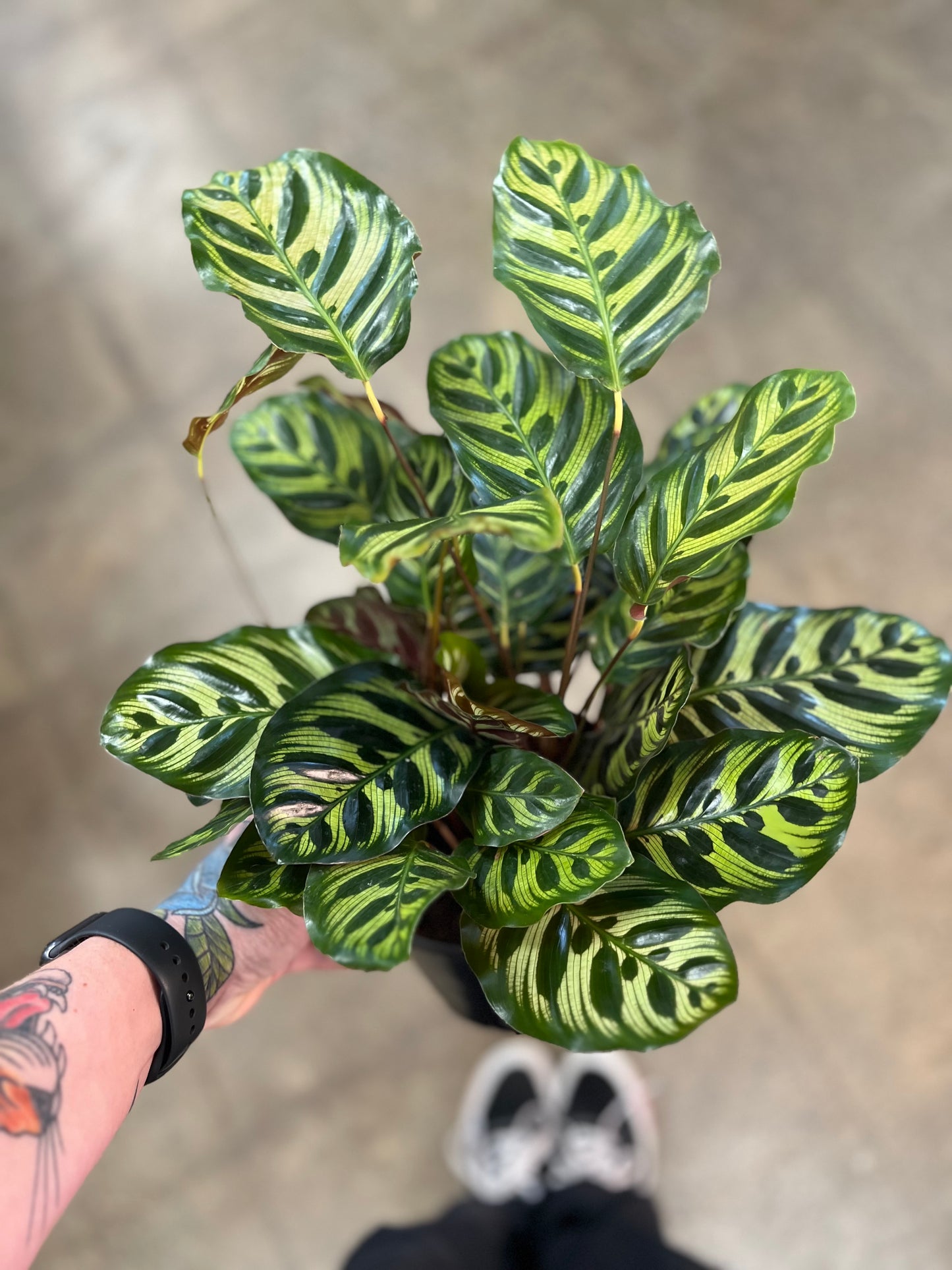 Calathea Makoyana