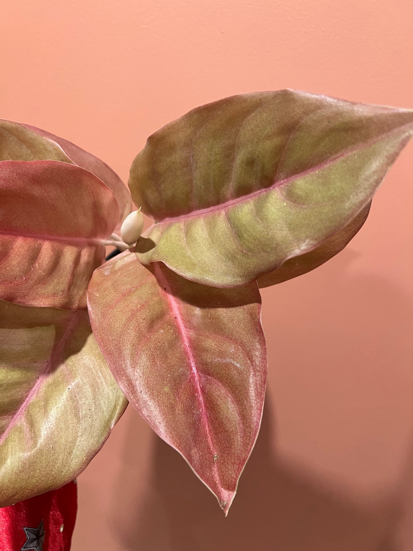 Aglaonema Pancawati