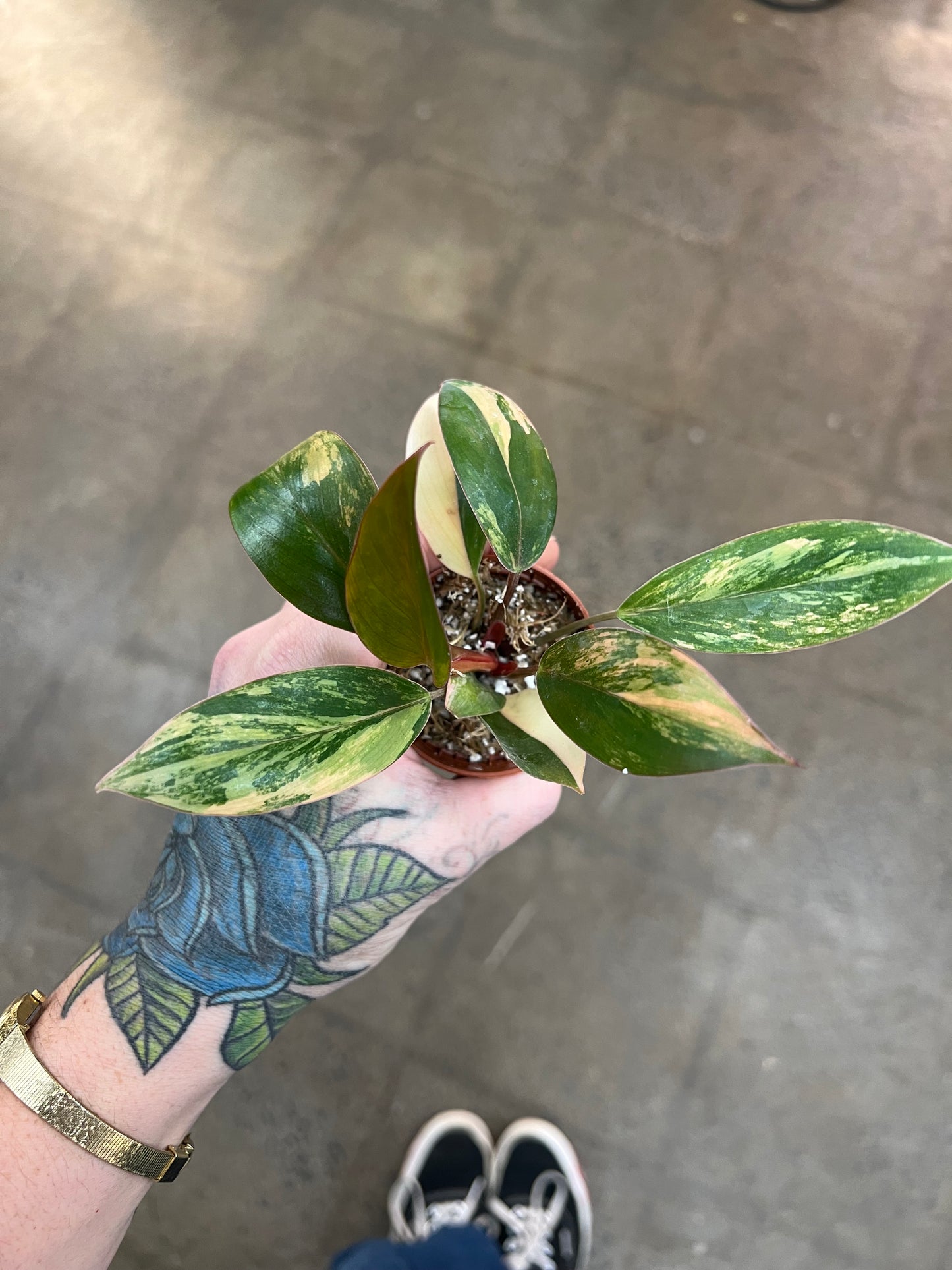 Philodendron Red Congo Variegated