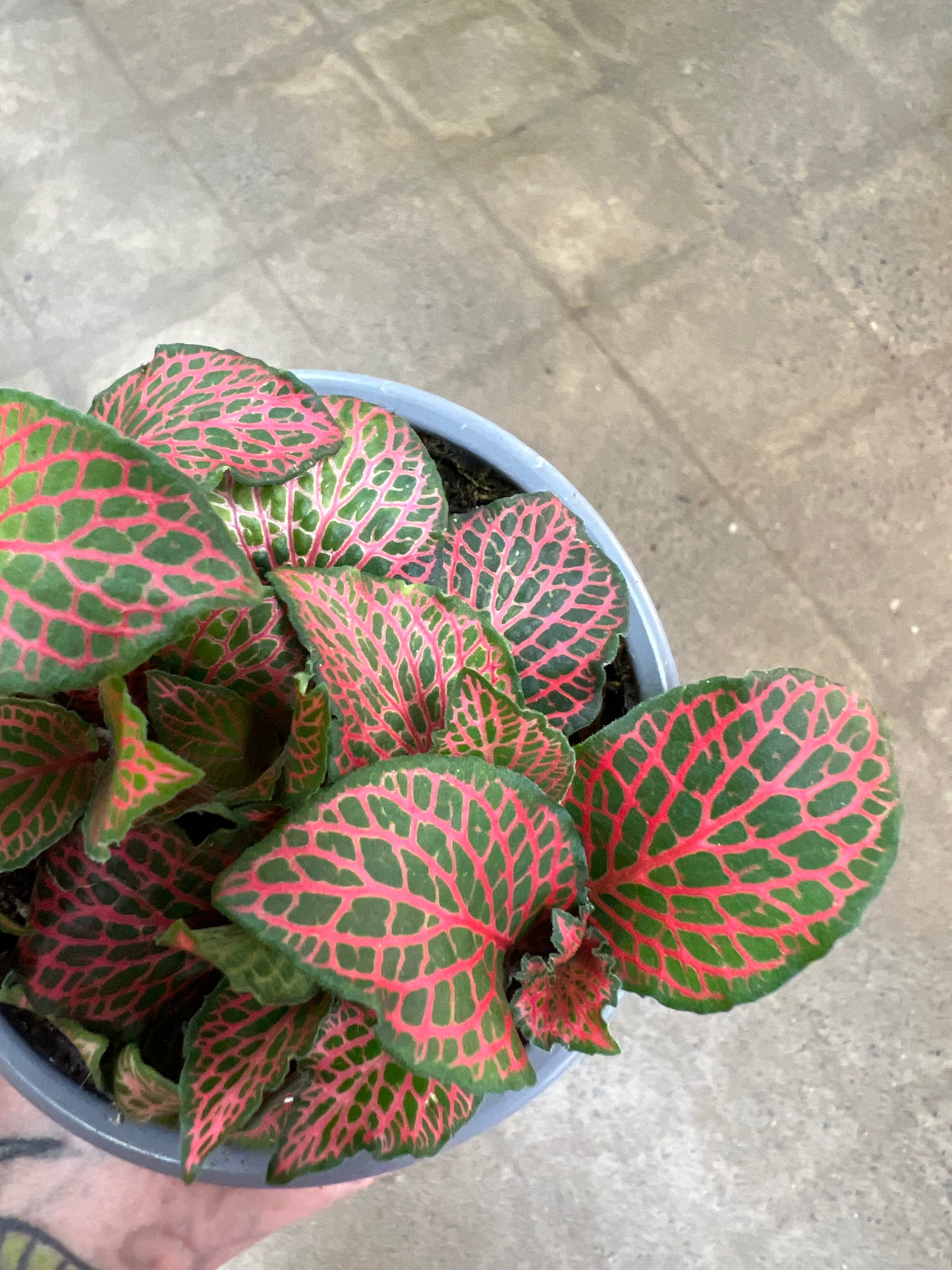 Fittonia Firetail