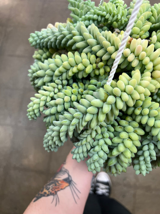 Sedum Burrito