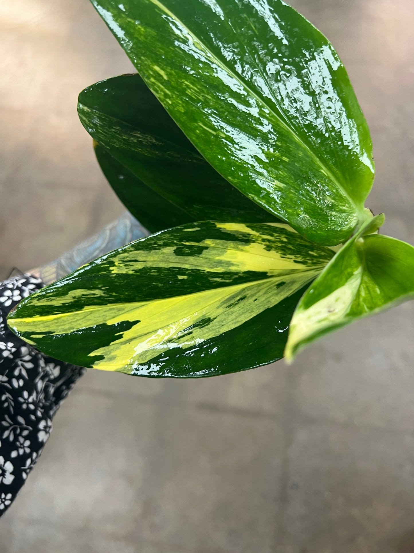 Monstera Standleyana Variegata