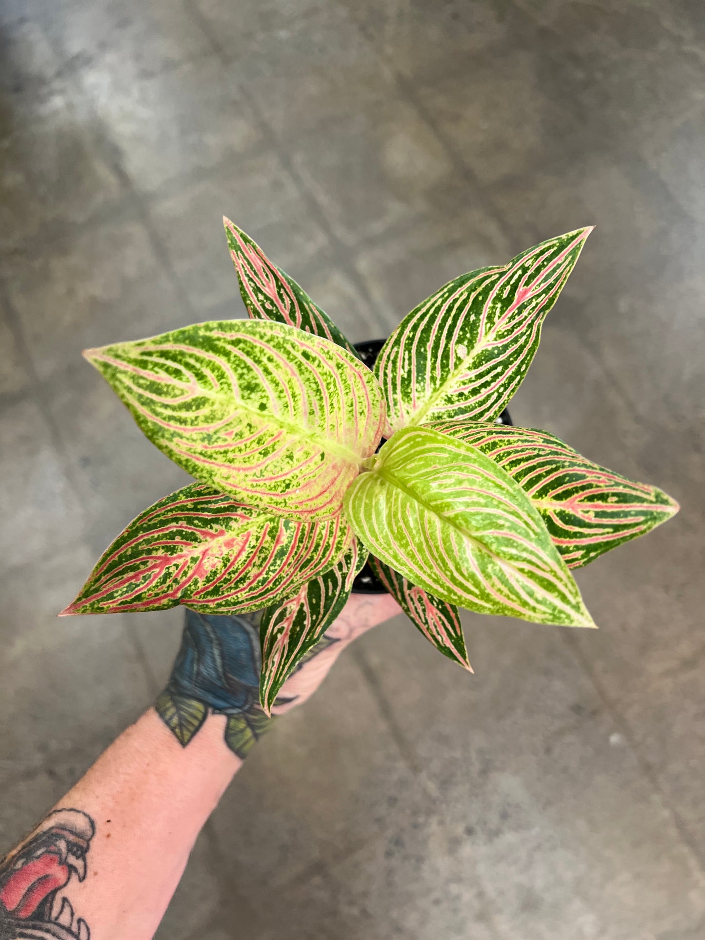 Aglaonema Hope