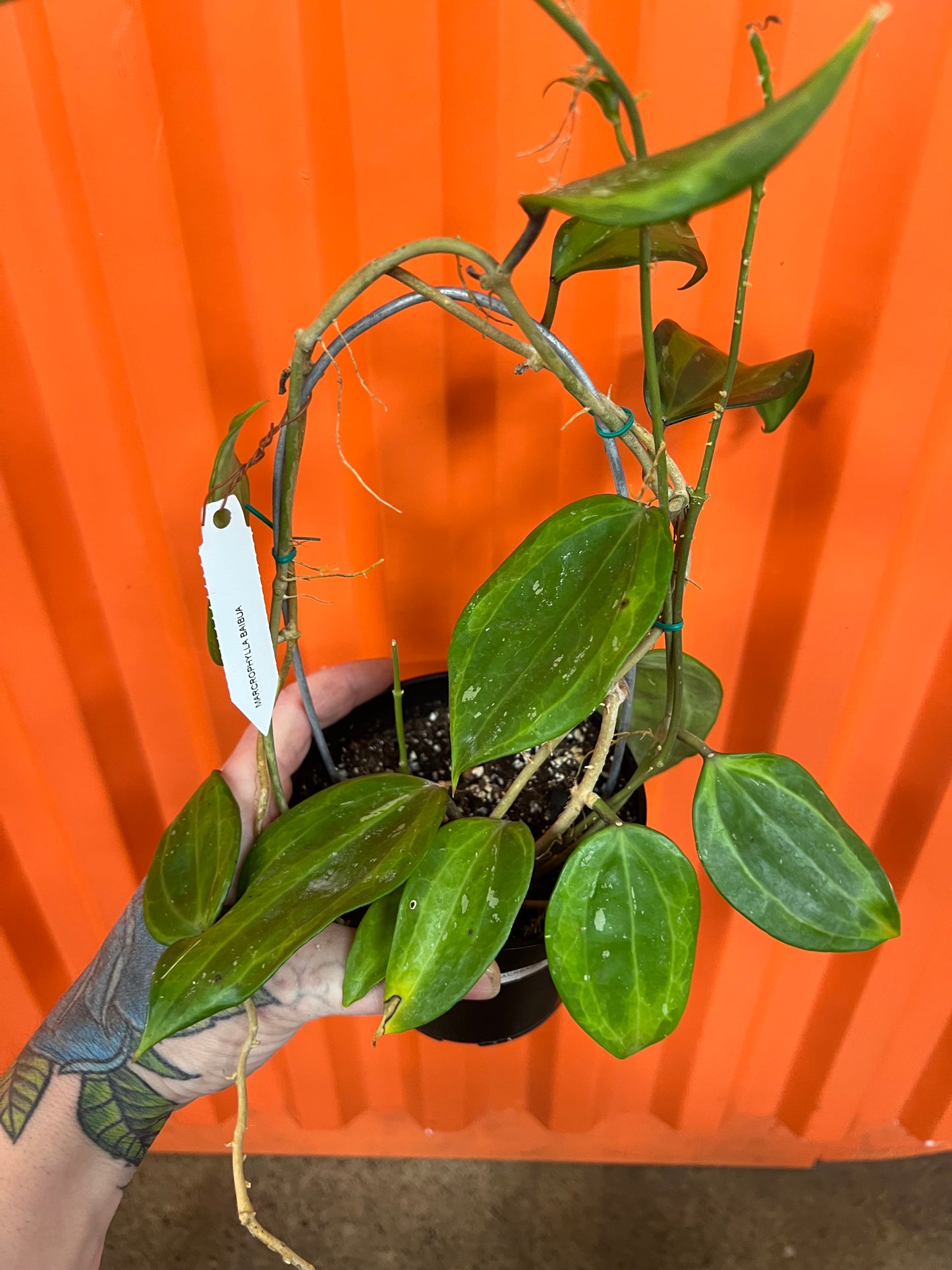 Hoya Macrophylla Baibua