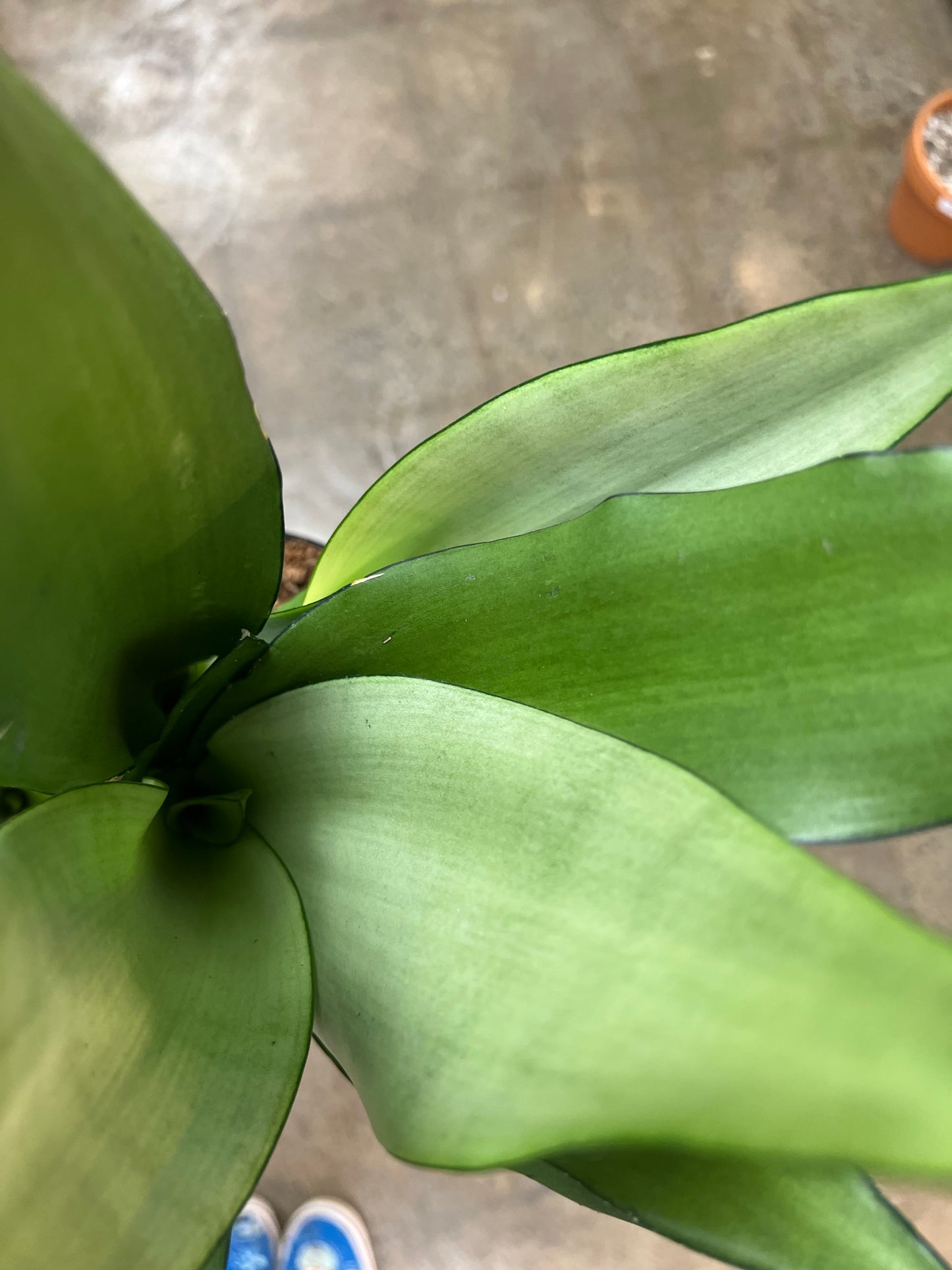 Sansevieria Moonshine