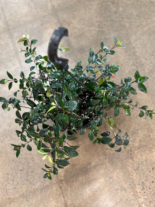 Nemanthus Tropicana Black Gold
