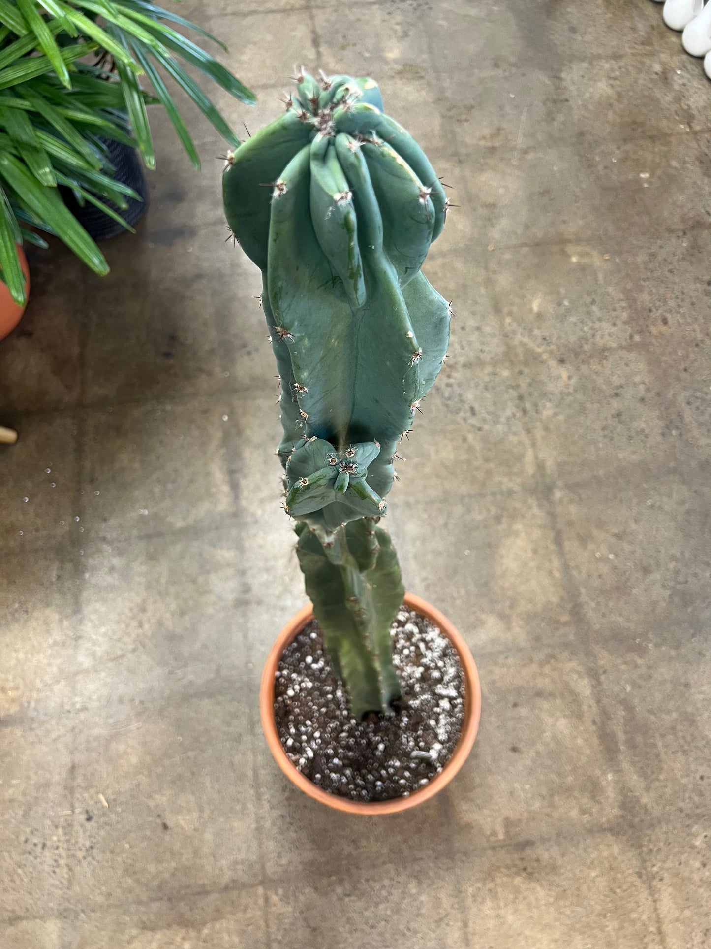 Cereus Monstruosus