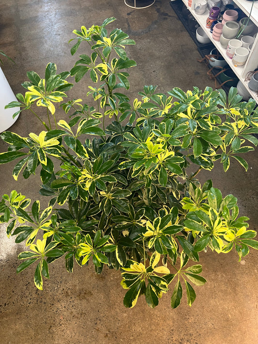 Schefflera Arboricola Prince Albert