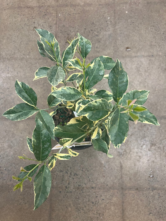 Citrus Lemon Pink Variegated
