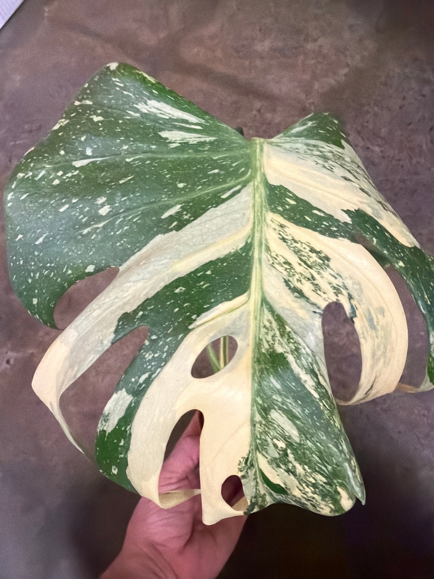 Monstera Crème Brulée